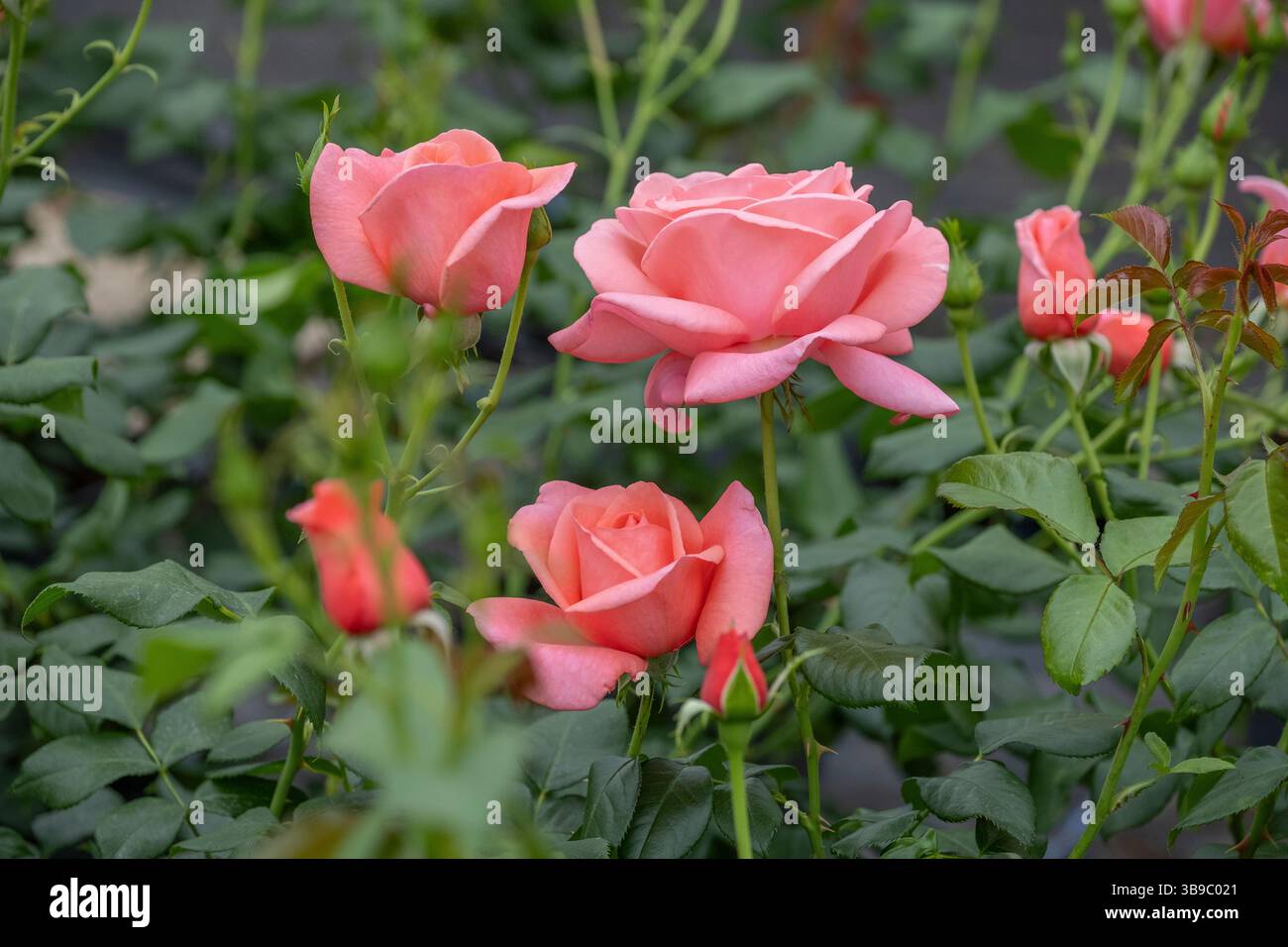 Rhs Rosa Helen The RHS announces ‘Catherine’s Rose’ to celebrate The Princess of Wales ...