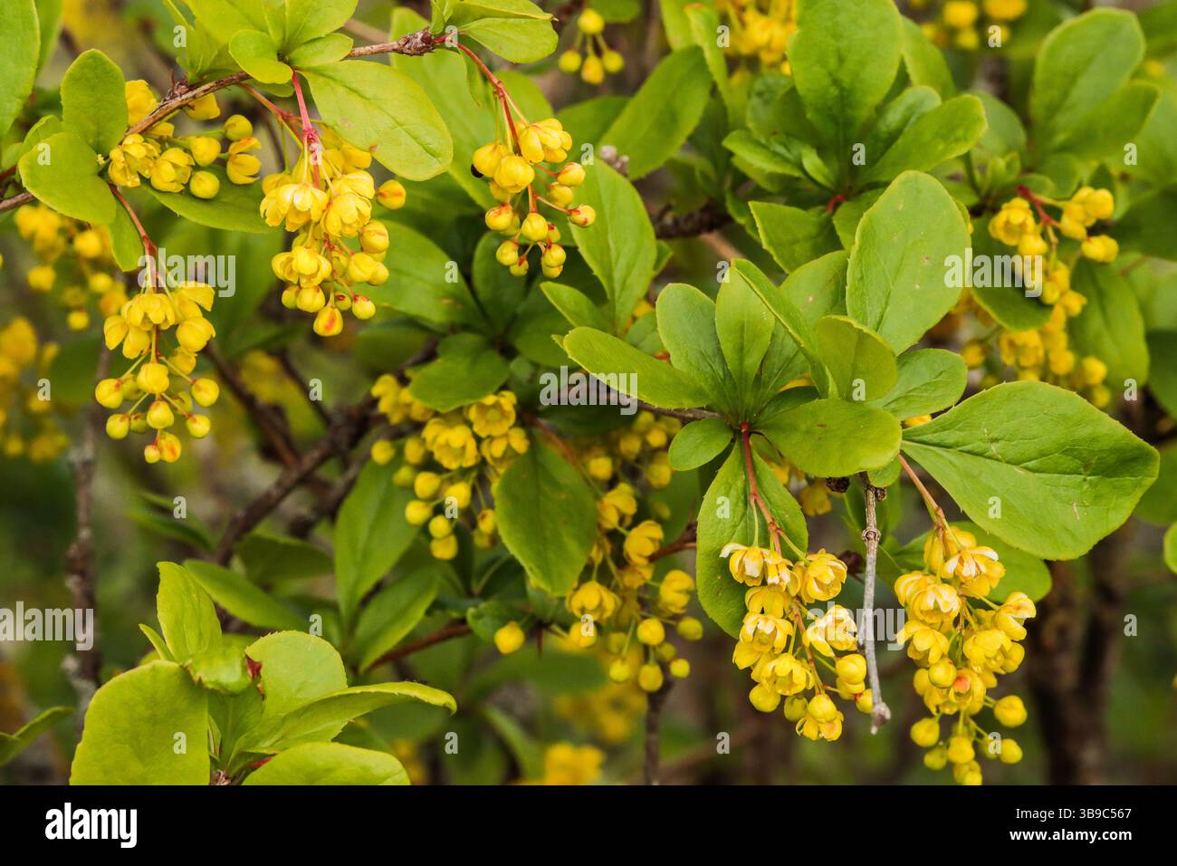 Common barberry, bloom (Berberis vulgaris Stock Photo - Alamy