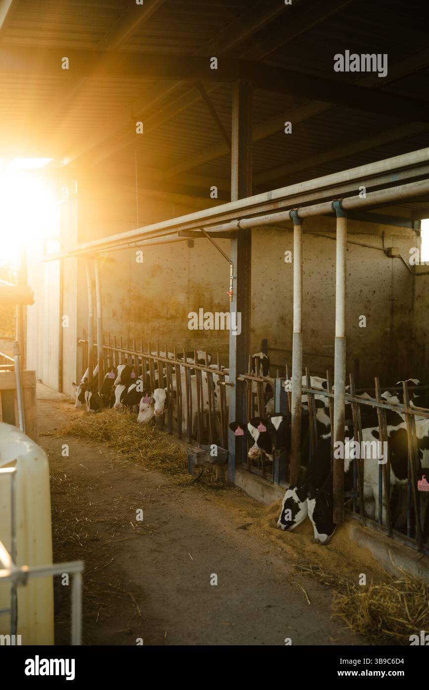 Calves Feeding in Barn at Sunrise Light Stock Photo