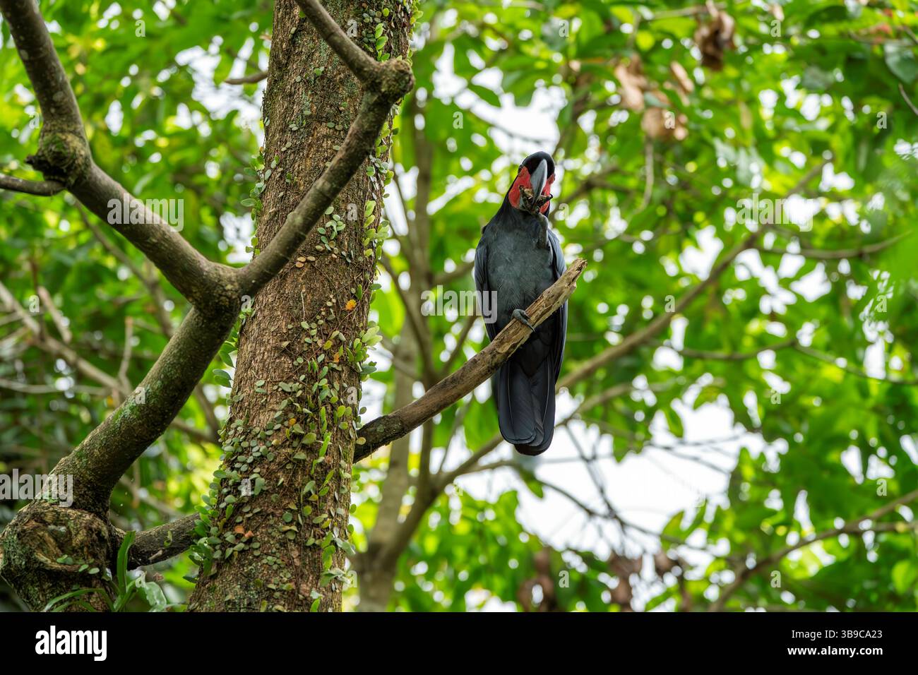 palm cockatoo, Probosciger aterrimus Stock Photo