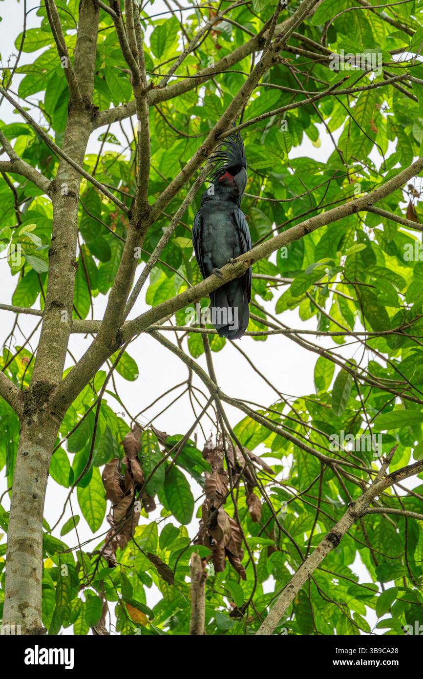 palm cockatoo, Probosciger aterrimus Stock Photo