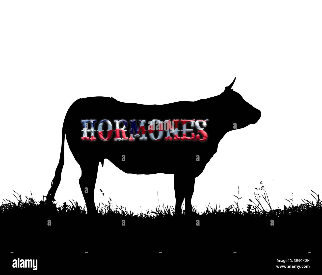 Hormone injected cattle hi-res stock photography and images - Alamy