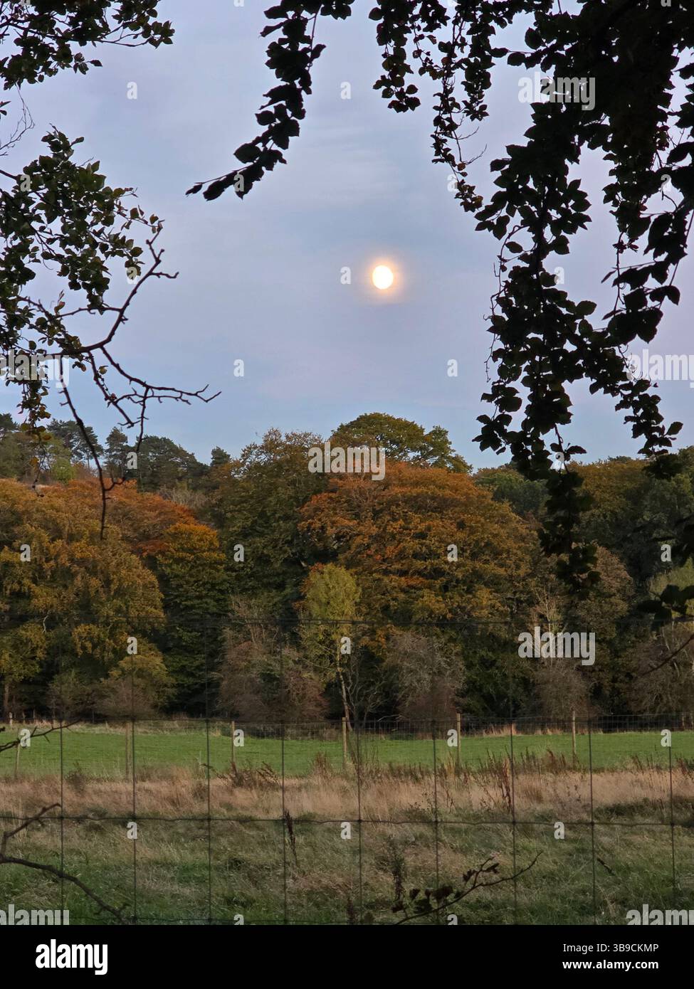 A vibrant autumn scene unfolds with colorful trees under a glowing sky. Moon peeks through branches, creating a poetic landscape of nature's charm. - Smartphone Captured Stock Image