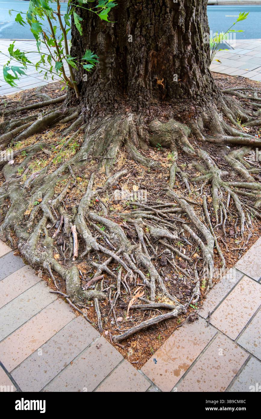 Tree roots sidewalk hi-res stock photography and images - Alamy