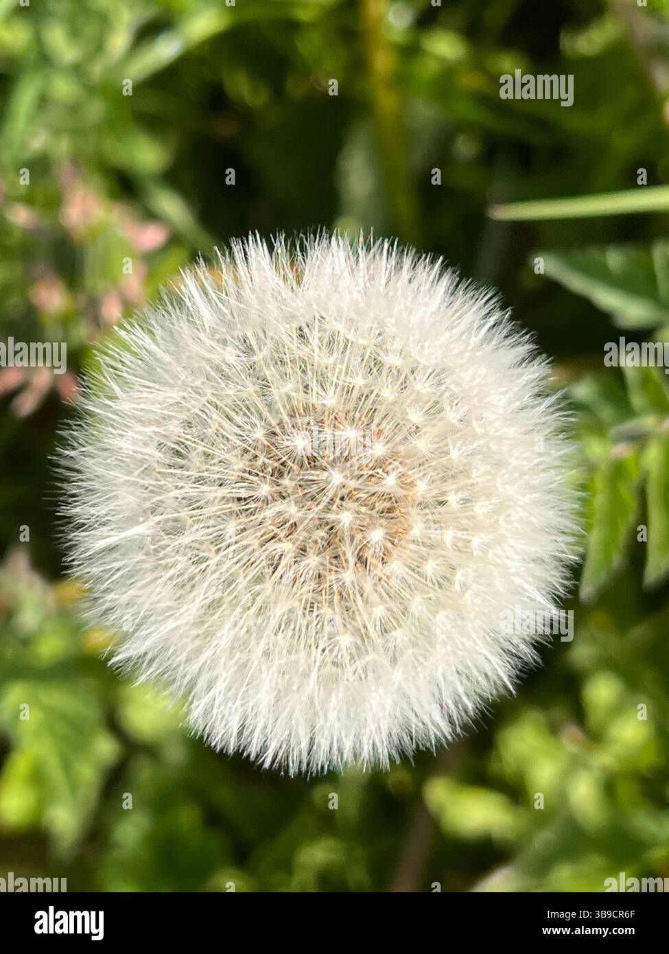 Dandelion, taraxacum officinale,  seed head full of seeds ready to spawn. - Smartphone Captured Stock Image