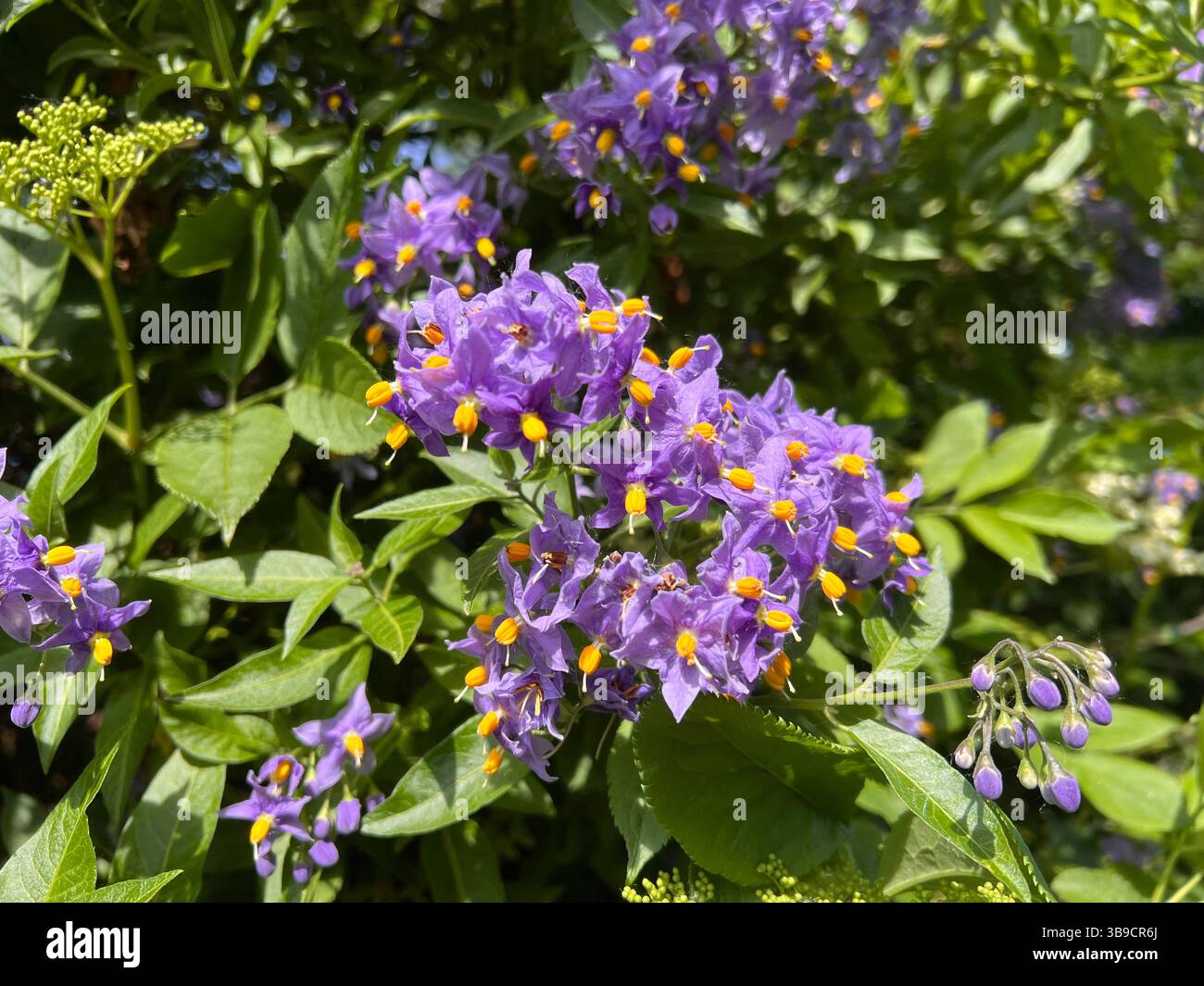 Purple bittersweet, solanum solanaceae flower, purple, green, - Smartphone Captured Stock Image
