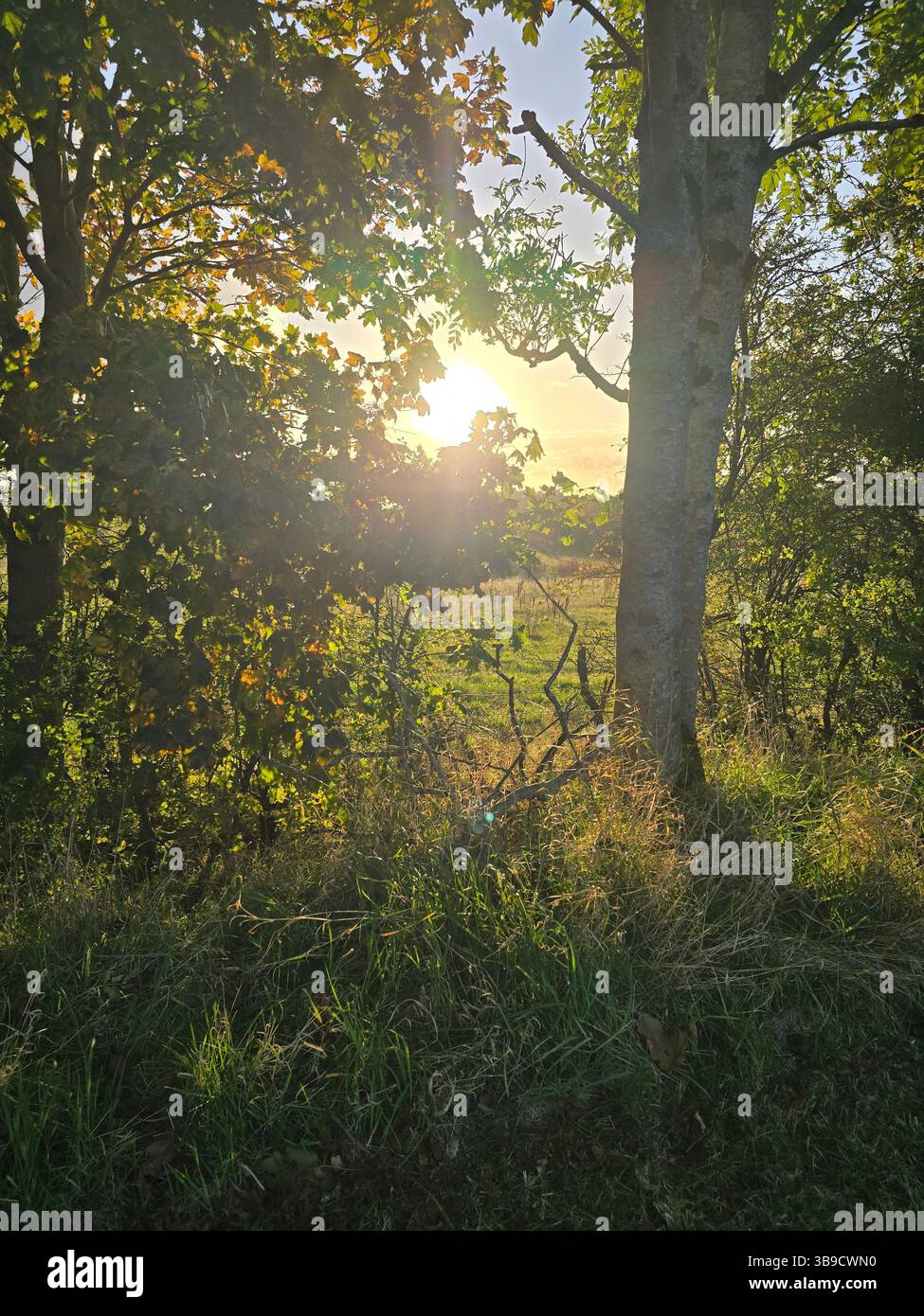Sunlight filters through the trees, casting a golden glow over a peaceful meadow at sunset, surrounded by lush greenery and tall grasses. - Smartphone Captured Stock Image