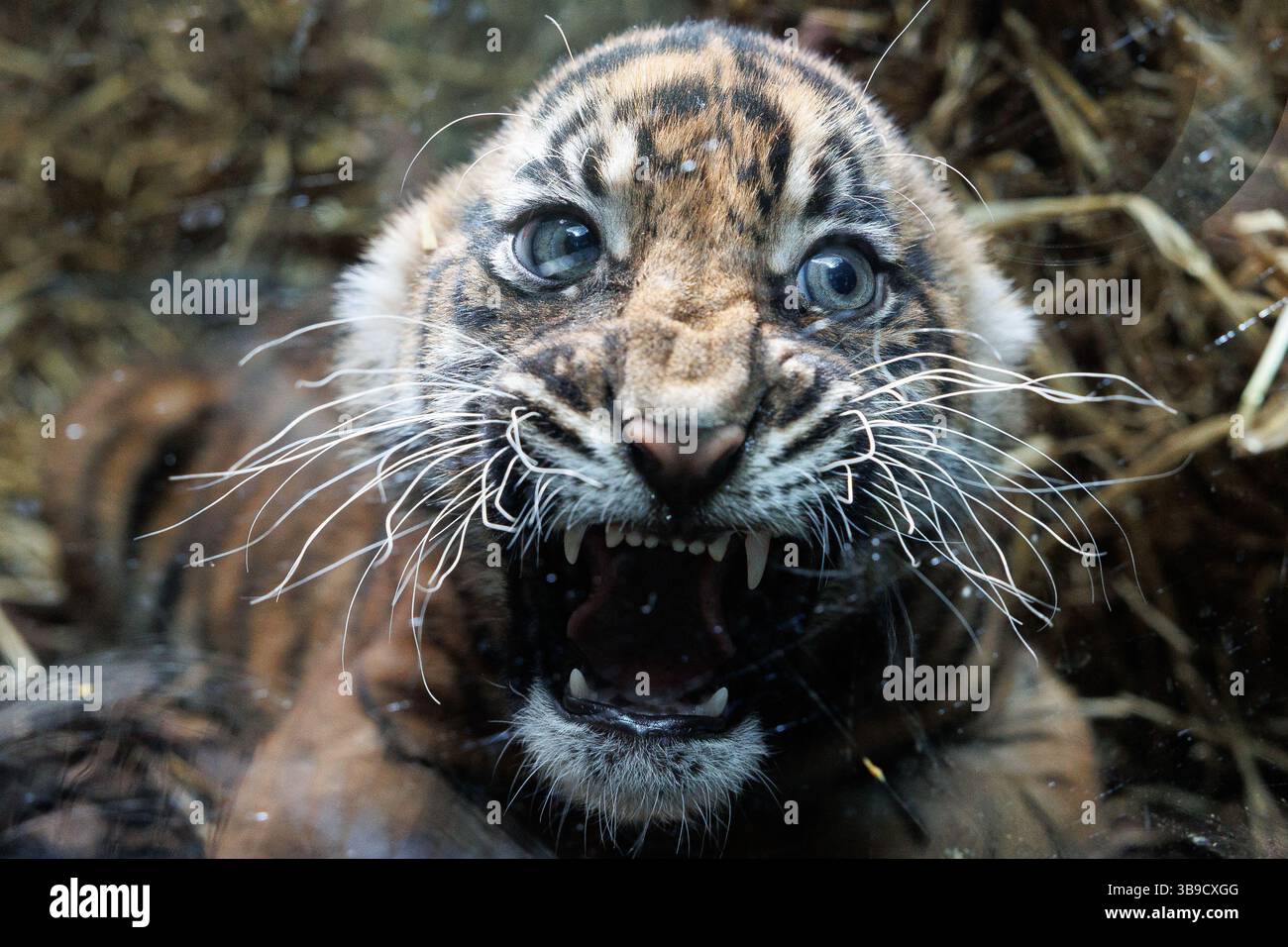 09 May 2025, Hesse, Frankfurt/M. One of the two baby Sumatran tigers