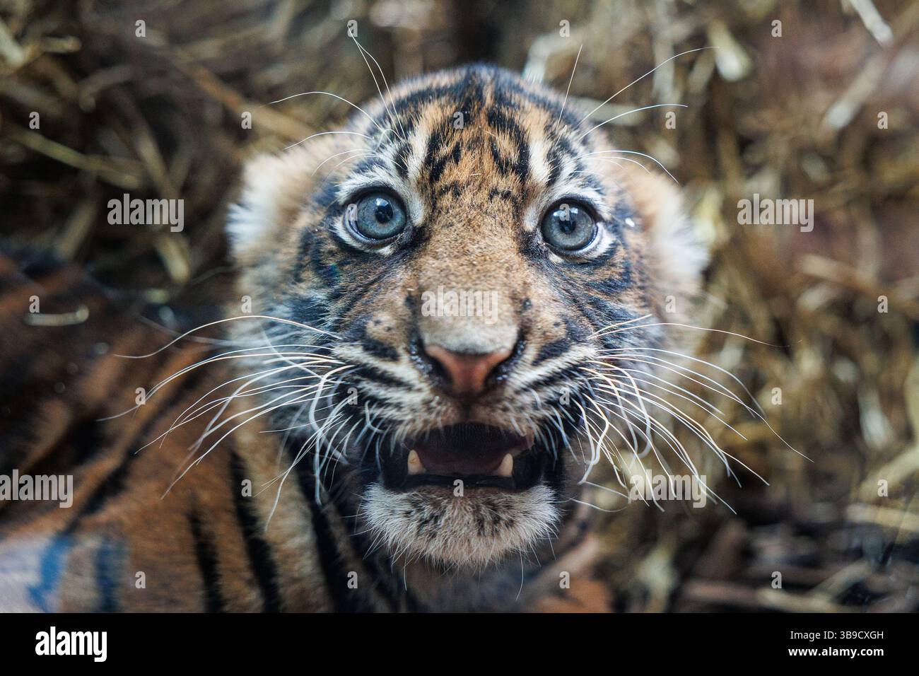 09 May 2025, Hesse, Frankfurt/M. One of the two baby Sumatran tigers(02)