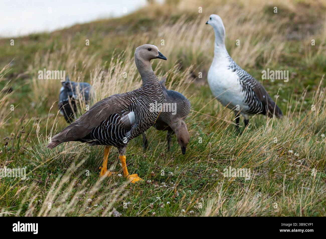 Upland Goose Chloephaga Picta Tierra Del Fuego National Park Upland Goose Chloephaga Picta Tierra Del Fuego National Park