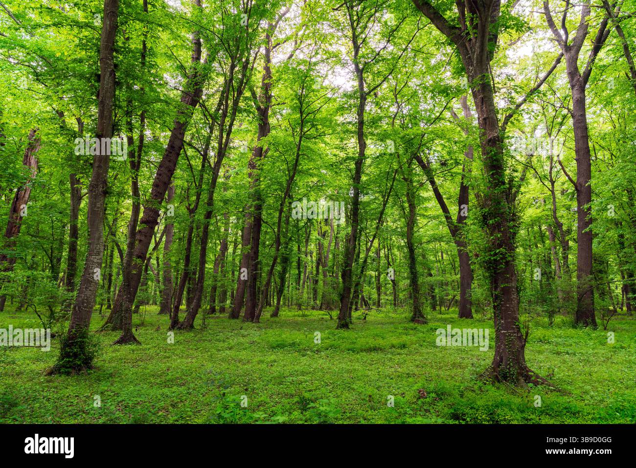 Lush green glade hi-res stock photography and images - Alamy