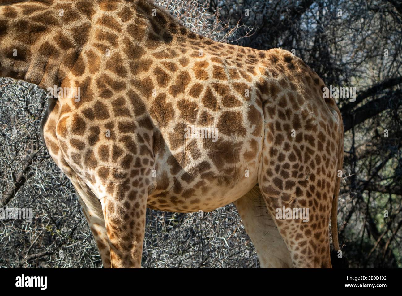 Closeup of Giraffe’s Spotted Fur Pattern Stock Photo