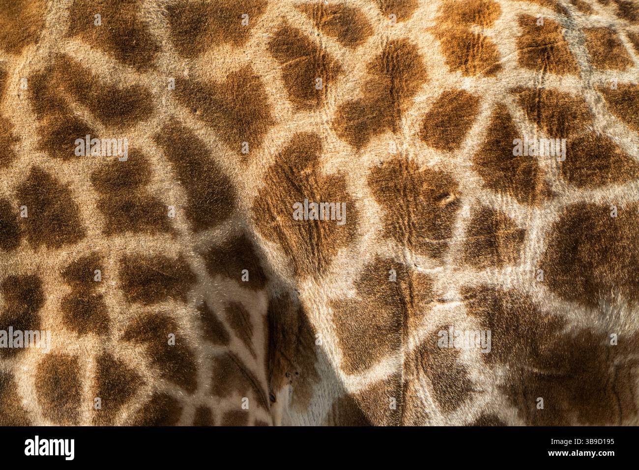 Closeup of Giraffe’s Spotted Fur Pattern Stock Photo