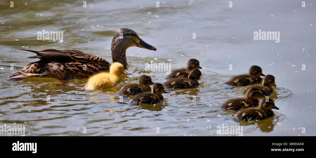 Duck family with interloper Stock Photo