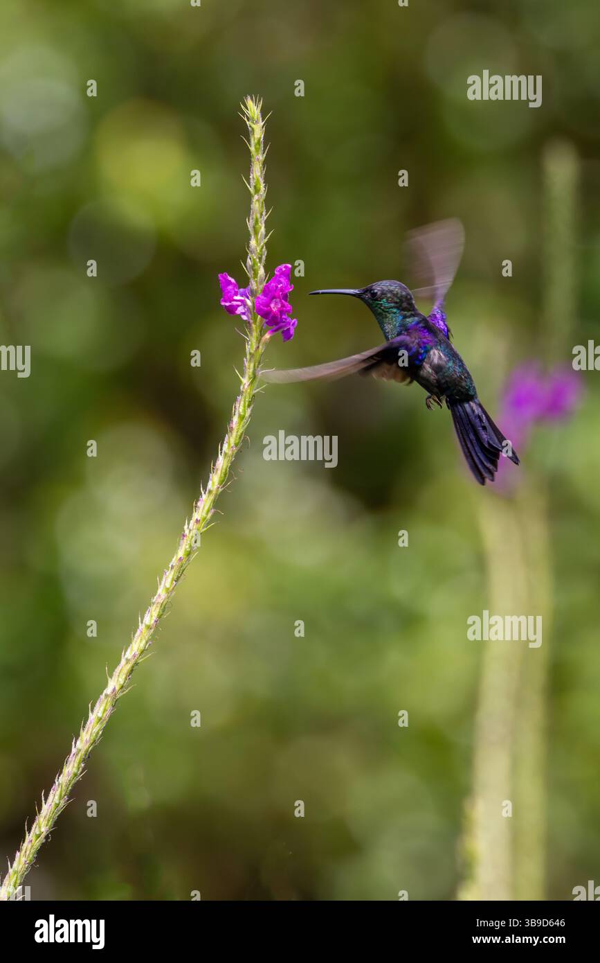 Woodnymph hi-res stock photography and images - Alamy