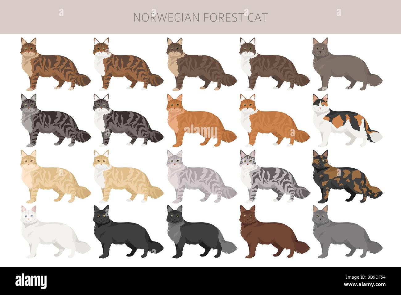Norwegian Forest Cat clipart. All coat colors set. All cat breeds ...