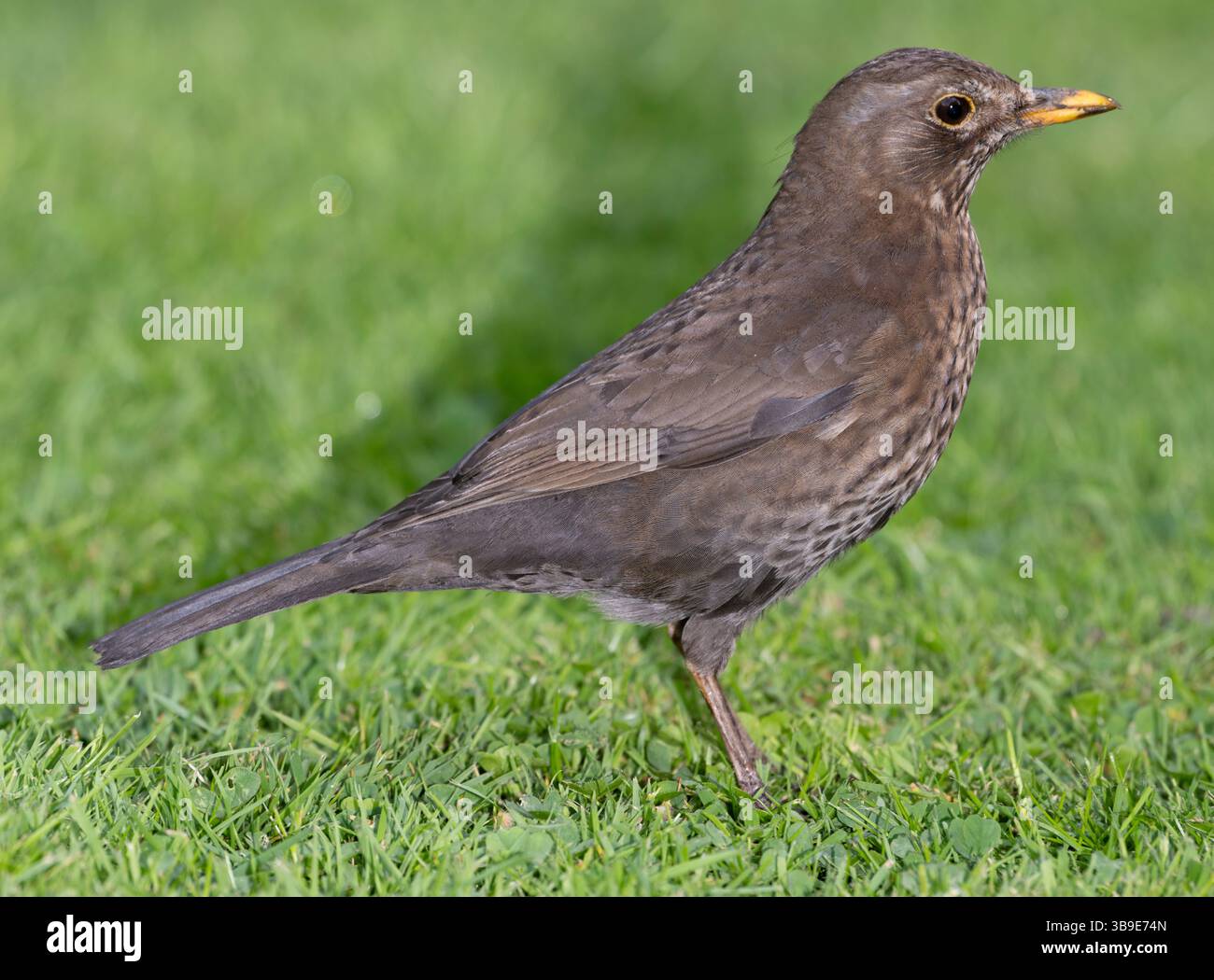 Female Common Blackbird, Turdus merula, Regents Park, London, United Kingdom, British Isles Stock Photo