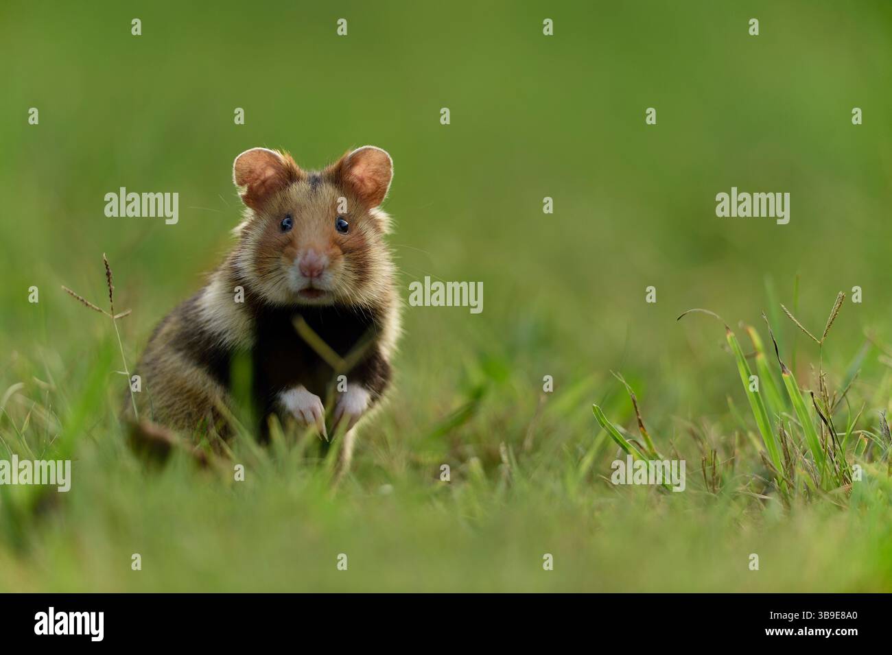 European hamster (Cricetus cricetus), also known as black-bellied or common hamster, photographed in a green area in Vienna, Austria. These rodents ha Stock Photo