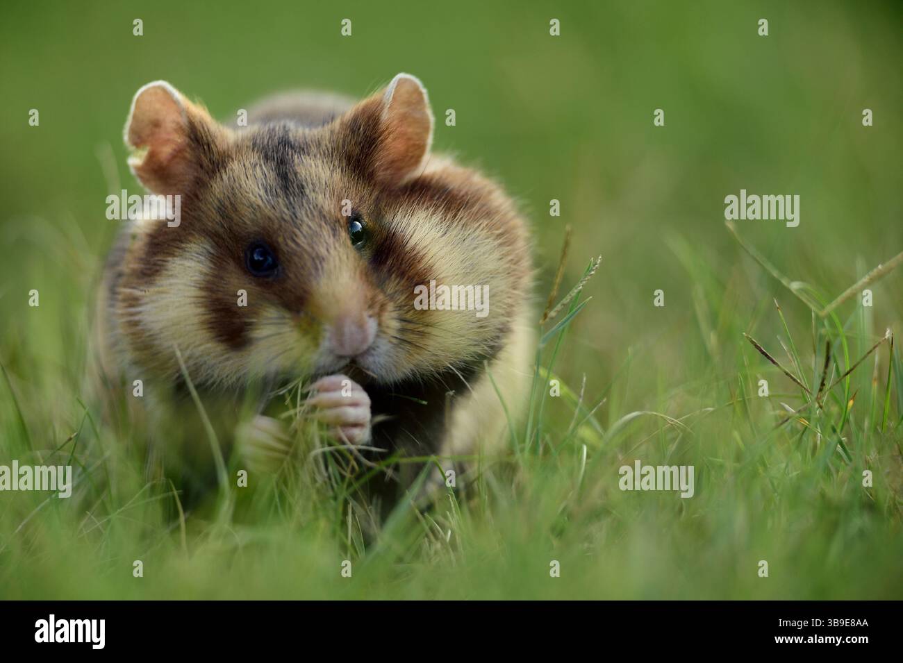 European hamster (Cricetus cricetus), also known as black-bellied or common hamster, photographed in a green area in Vienna, Austria. These rodents ha Stock Photo