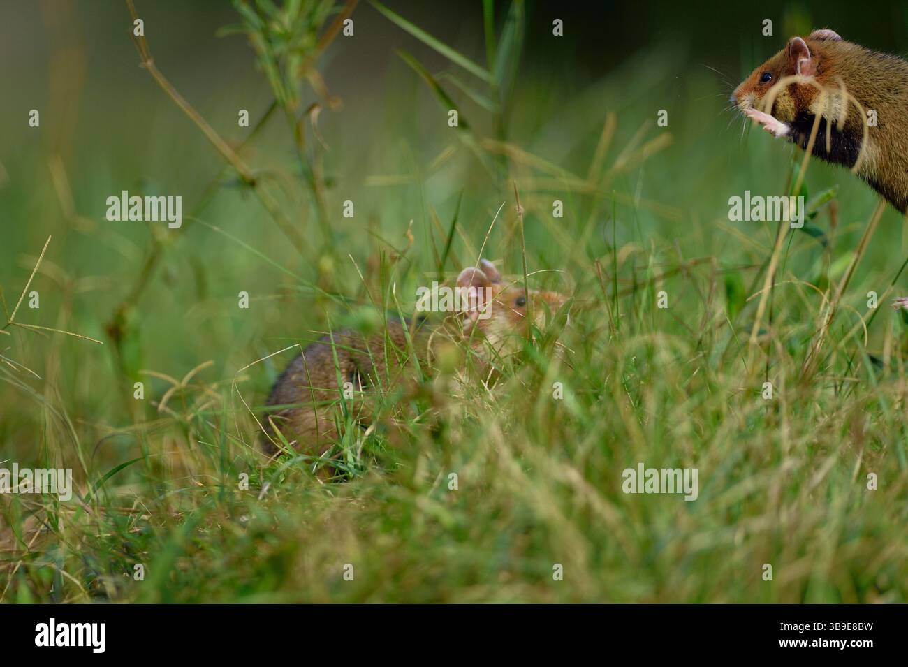 European hamster (Cricetus cricetus), also known as black-bellied or common hamster, photographed in a green area in Vienna, Austria. These rodents ha Stock Photo