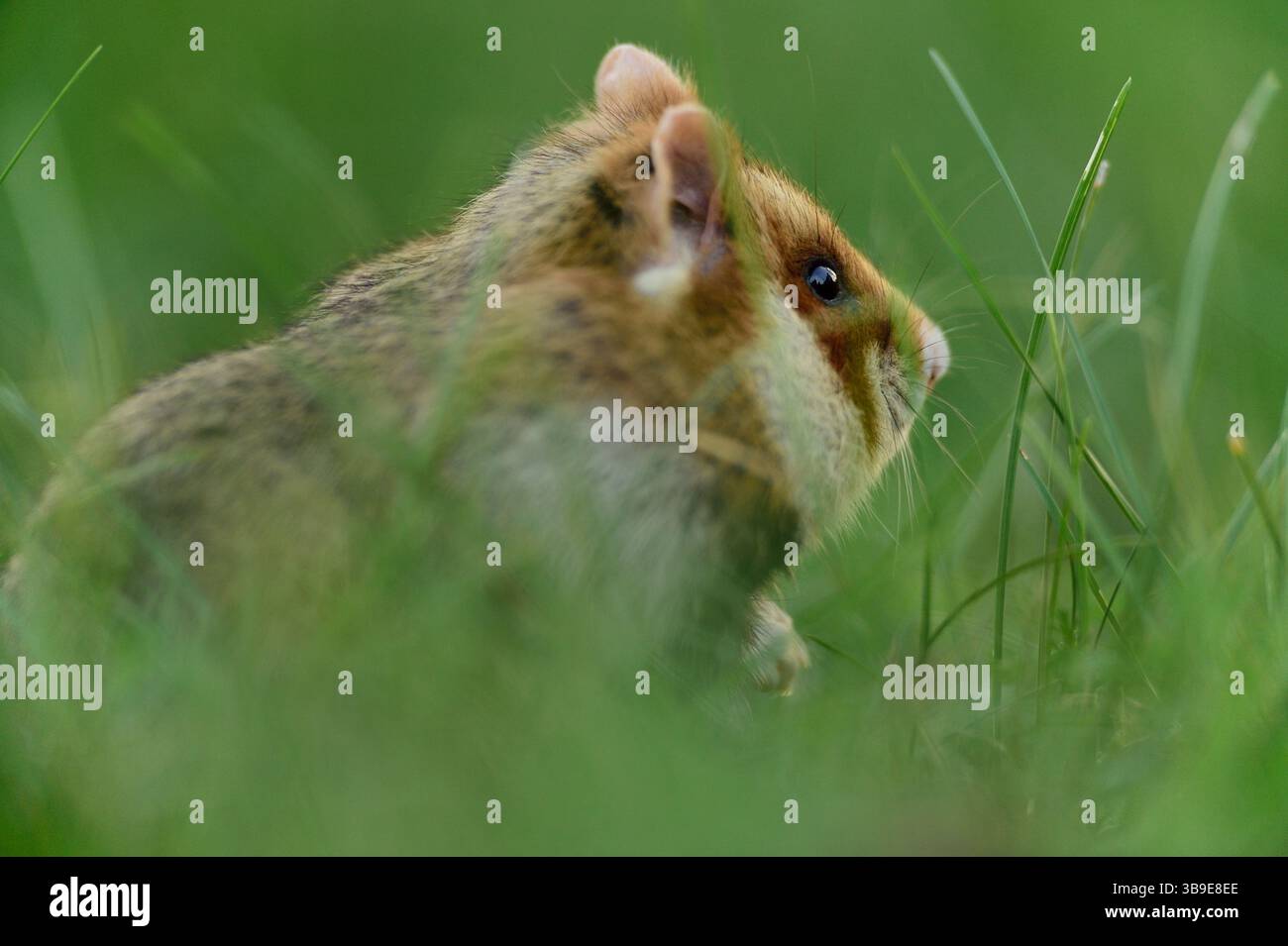 European hamster (Cricetus cricetus), also known as black-bellied or common hamster, photographed in a green area in Vienna, Austria. These rodents ha Stock Photo