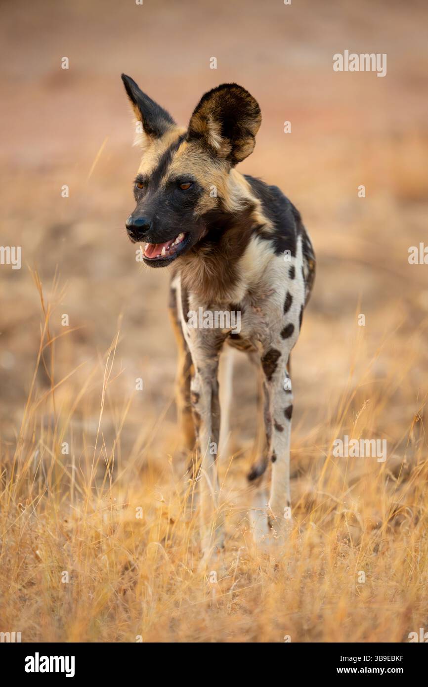 African wild dog in high hi-res stock photography and images - Alamy