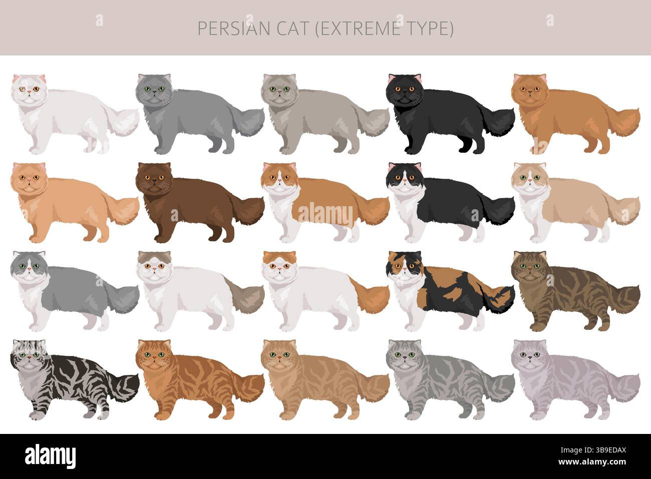 Persian Cat Longhaired Clipart Extreme Type Persian Cat All Coat 
