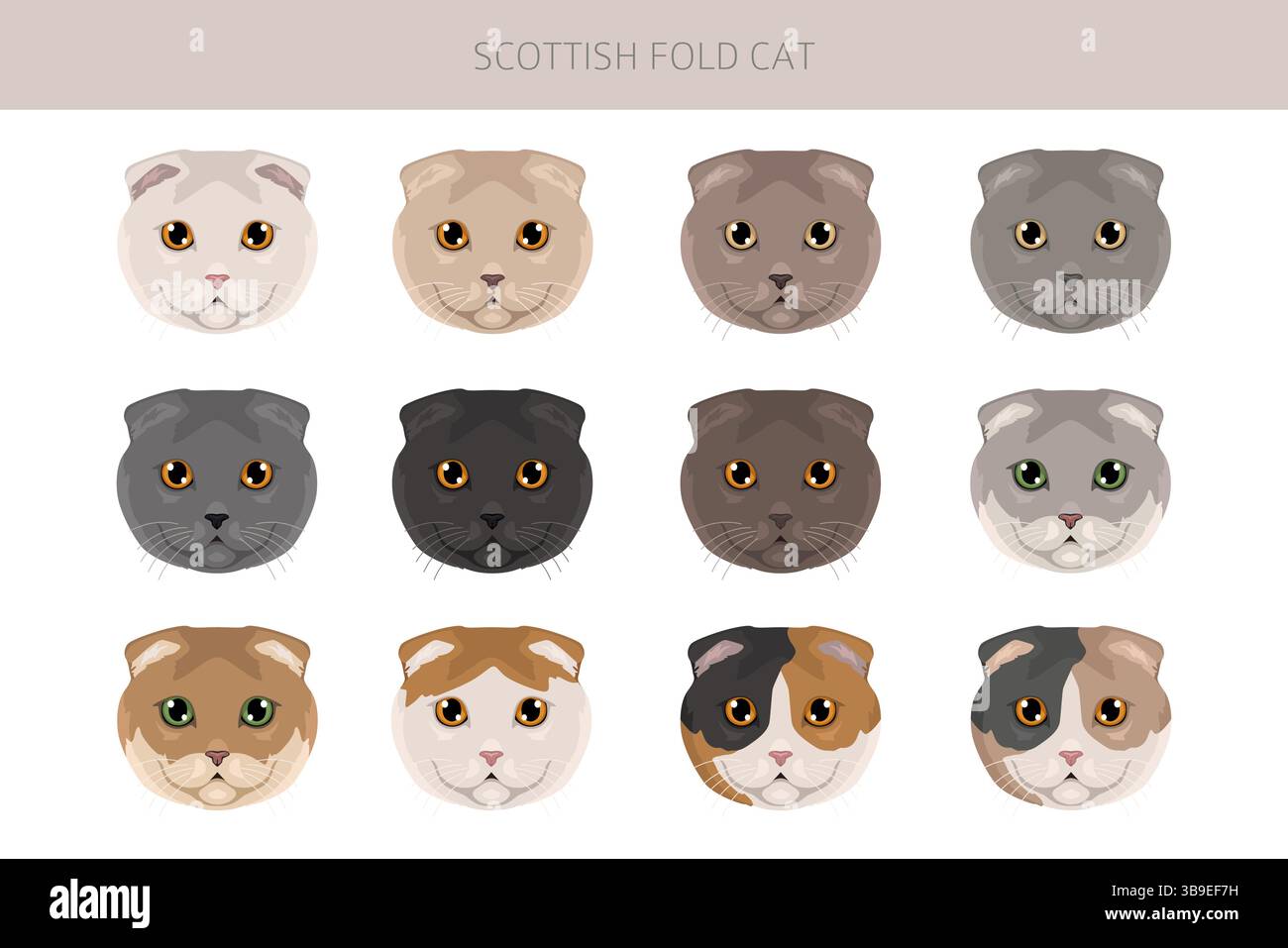 scottish-fold-longhair-hi-res-stock-photography-and-images-alamy