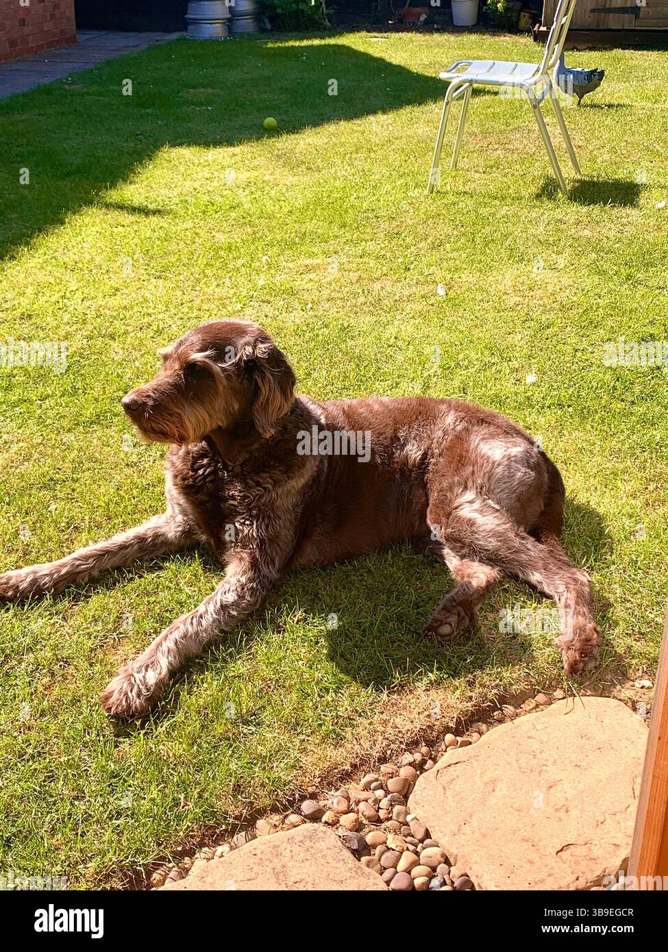 Dog Labradoodle brown male sit sat pretty grass play playing weather sunny Summer Spring type features looks big large hair chocolate fun play playful - Smartphone Captured Stock Image