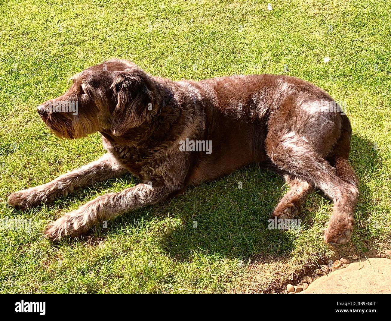 Dog Labradoodle brown male sit sat pretty grass play playing weather sunny Summer Spring type features looks big large hair chocolate fun play playful - Smartphone Captured Stock Image