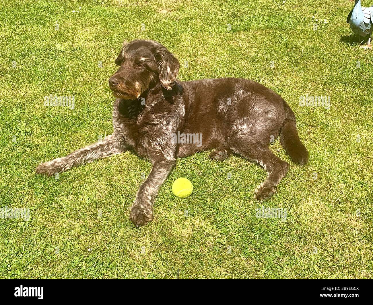 Dog Labradoodle brown male sit sat pretty grass play playing weather sunny Summer Spring type features looks big large hair chocolate fun play playful - Smartphone Captured Stock Image