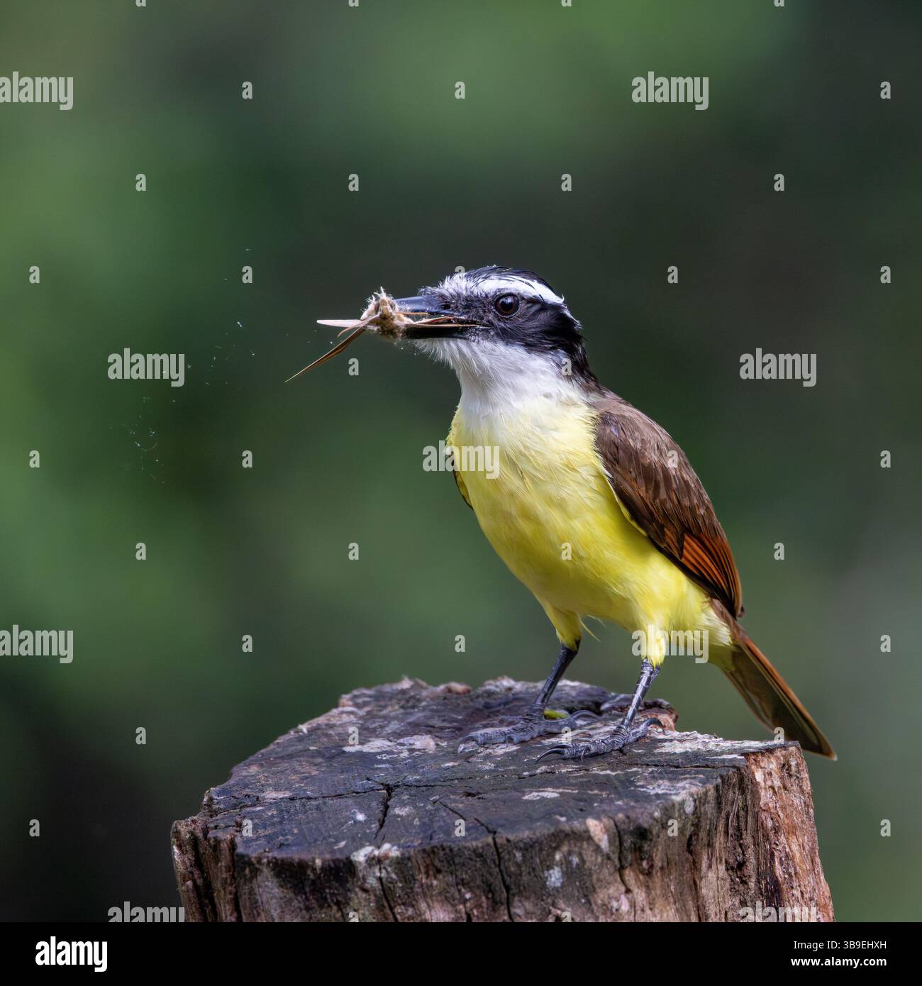 Great kiskadee with insect in its beak Stock Photo - Alamy