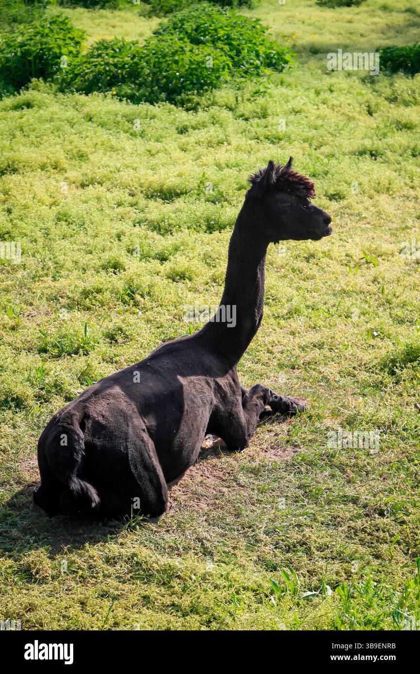 Alpaca on a meadow Stock Photo