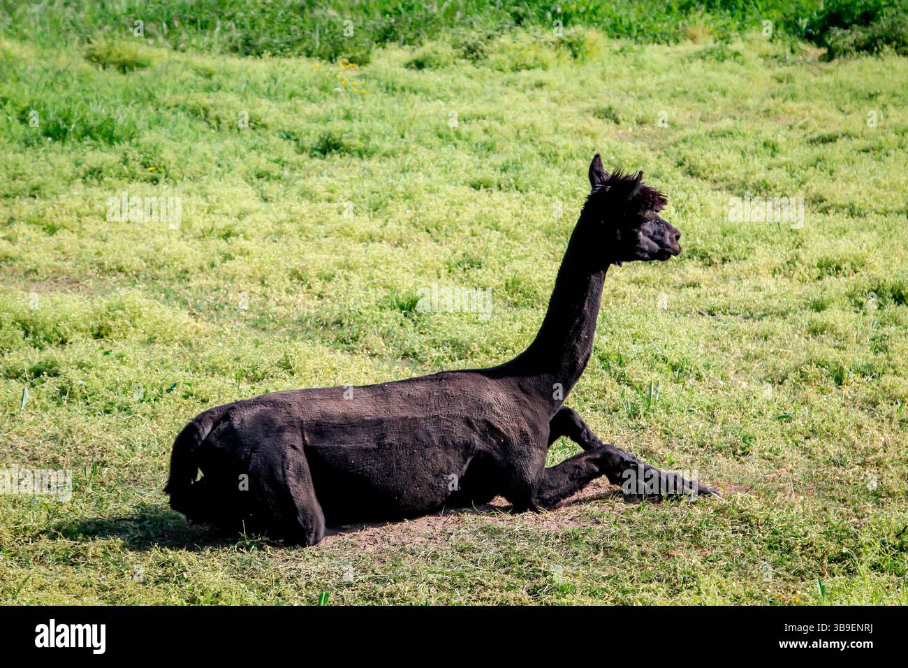 Alpaca on a meadow Stock Photo