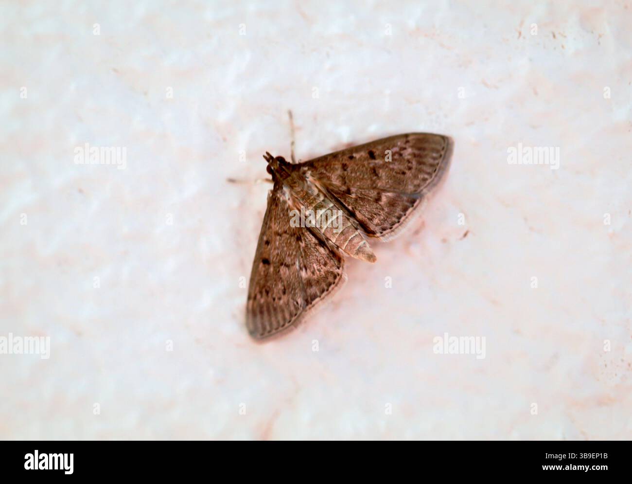 Tom Moth A peeping tom, a moth on a white wall Stock Photo - Alamy