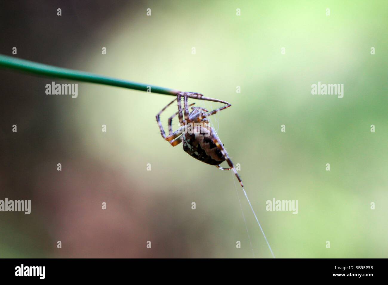 A cross spider spinning a web Stock Photo - Alamy