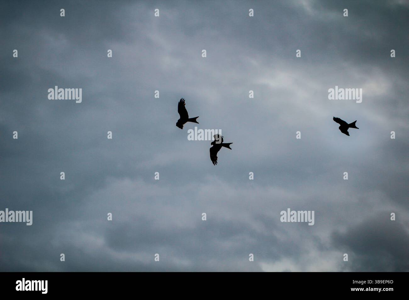 Three red kites in the sky Stock Photo