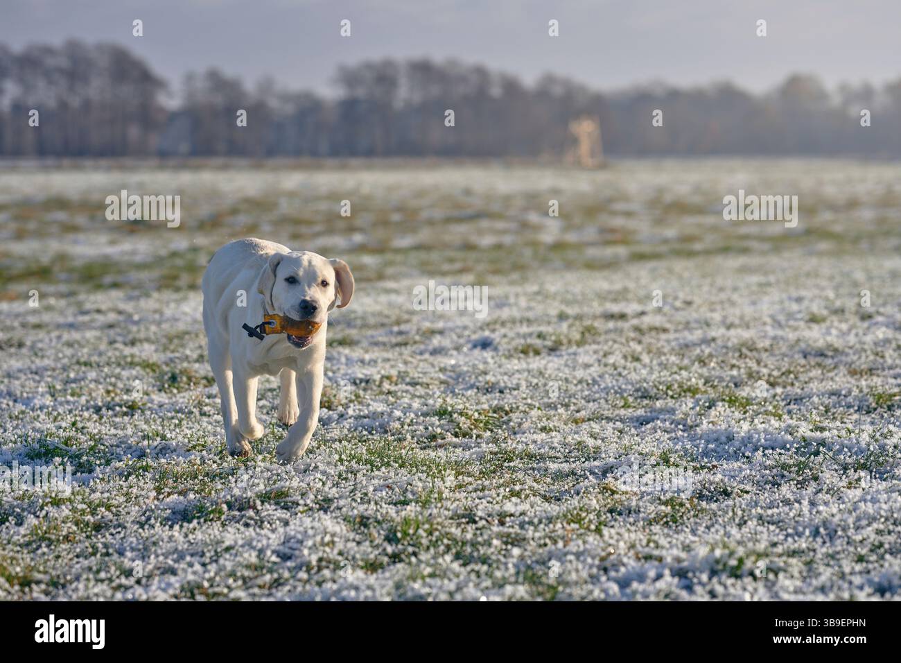 Labrador brings a dummy during training Stock Photo