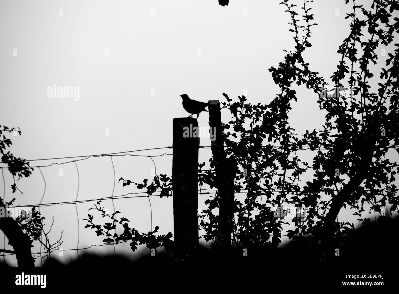 Post song Black and White Stock Photos &amp; Images - Alamy