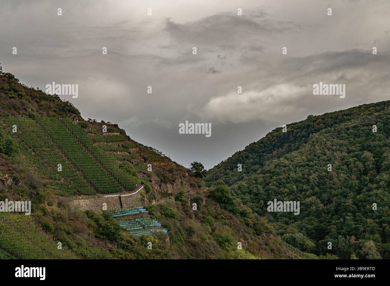 Red wine hiking trail in the Ahr valley Stock Photo