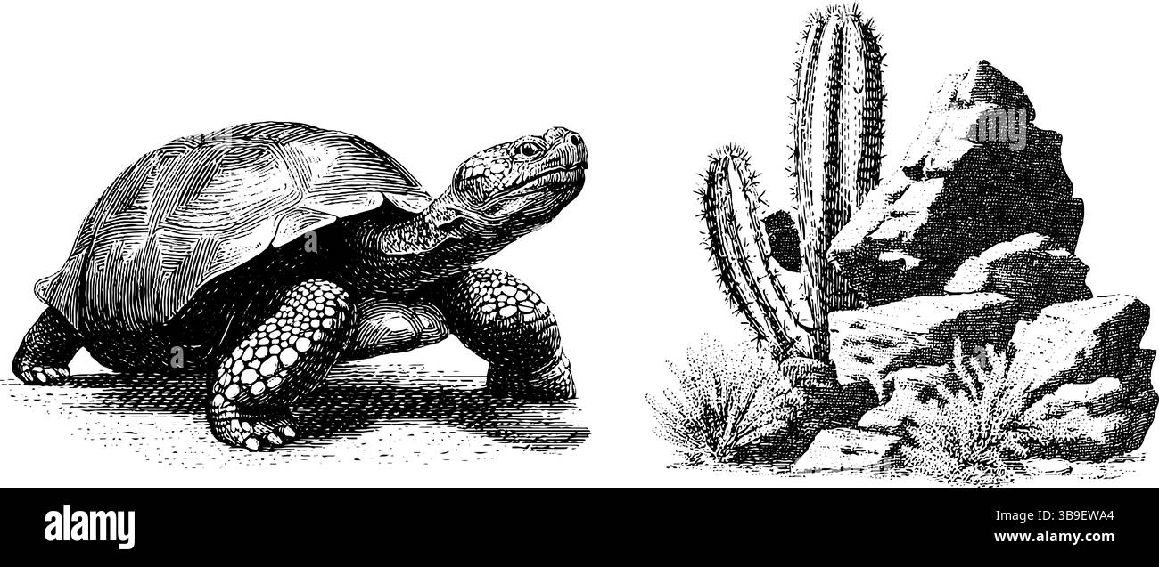 Engraved illustration set of galapagos tortoise with desert scene ...