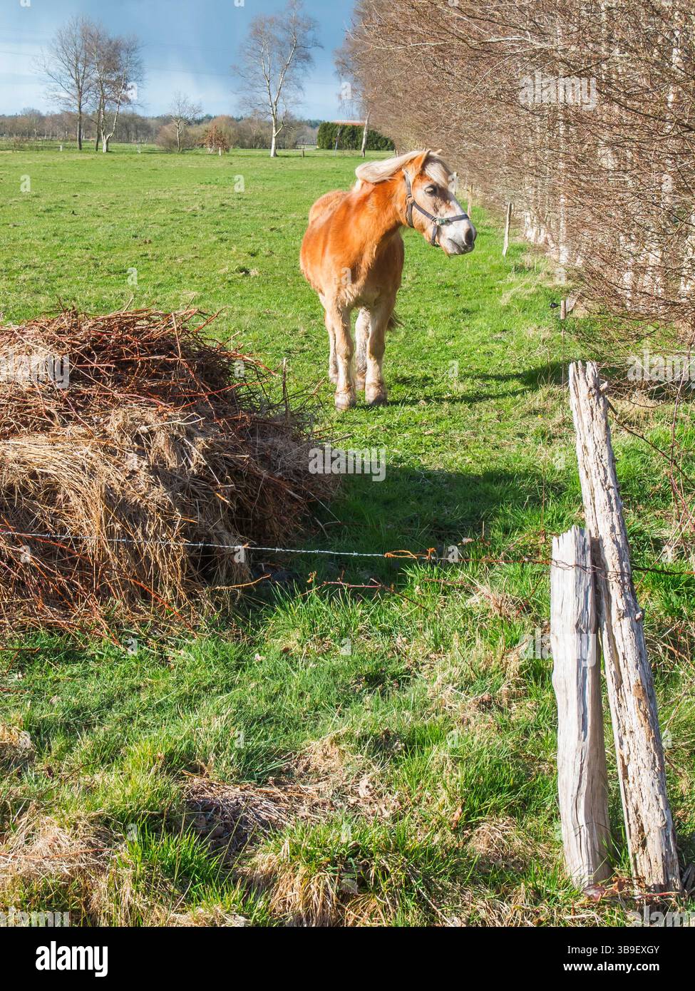 Single horse at the corner of a fenced pasture in East Frisia in spring. Stock Photo