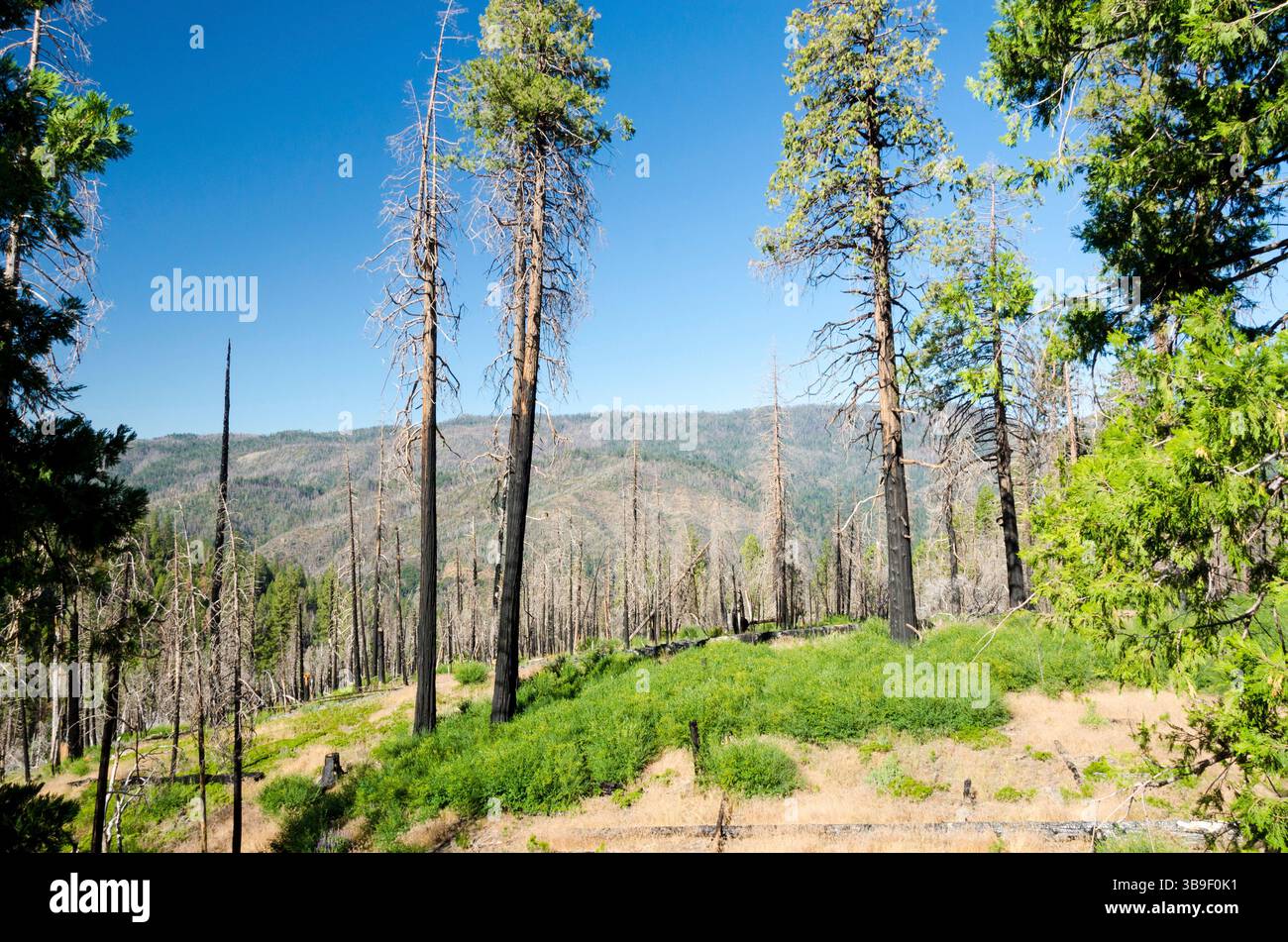Trees in Yosemite National Park after a fire Stock Photo - Alamy