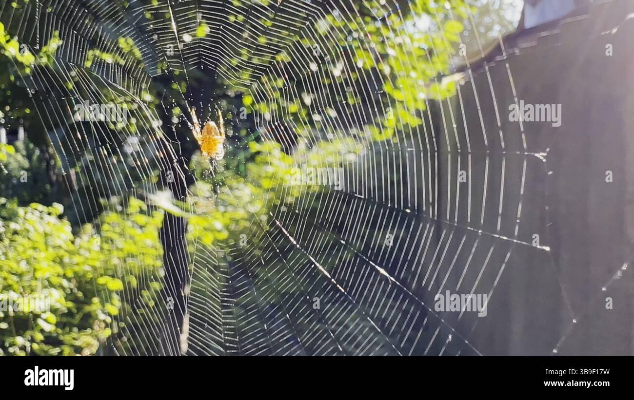 Spiderweb swaying in wind at garden with sunlight at background. Spider ...