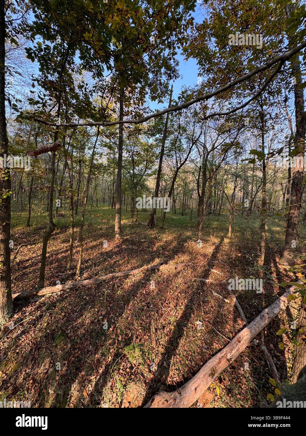 “Gathering strength from sun and soil” - Smartphone Captured Stock Image