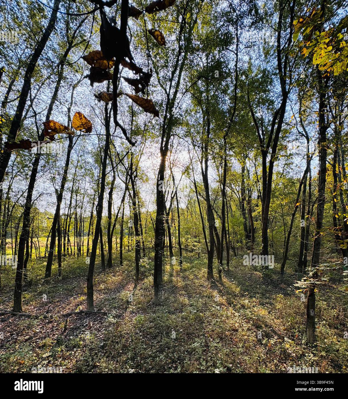 “Gathering strength from sun and soil” - Smartphone Captured Stock Image