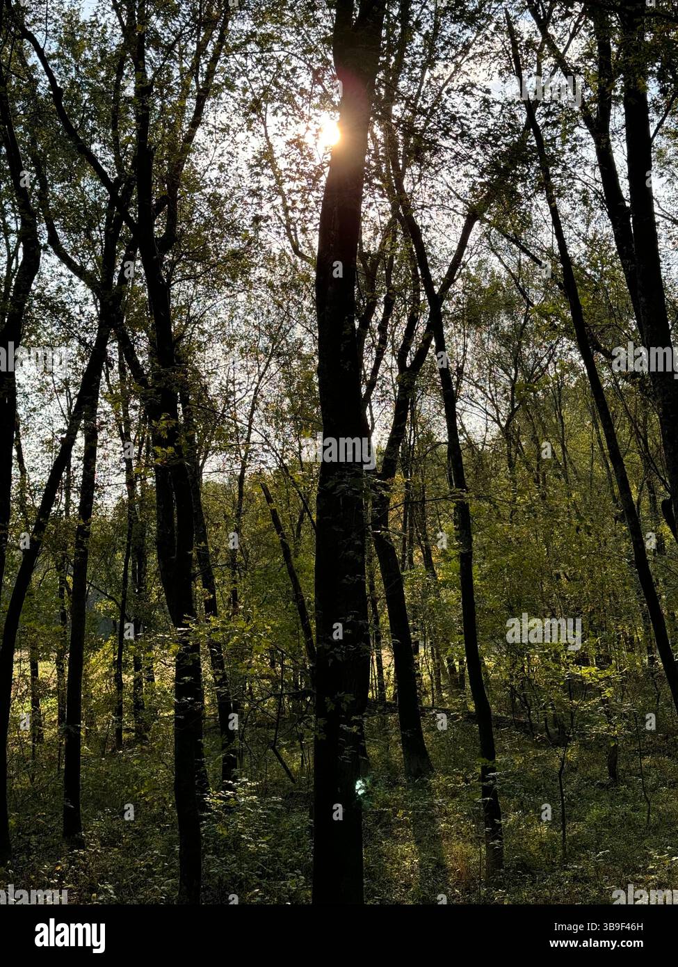 “Gathering strength from sun and soil” - Smartphone Captured Stock Image