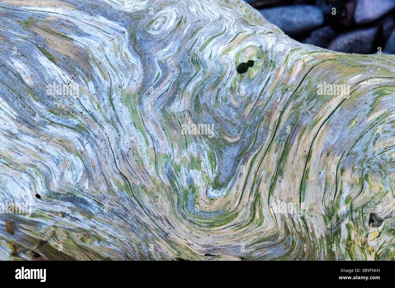 Interesting driftwood Stock Photo