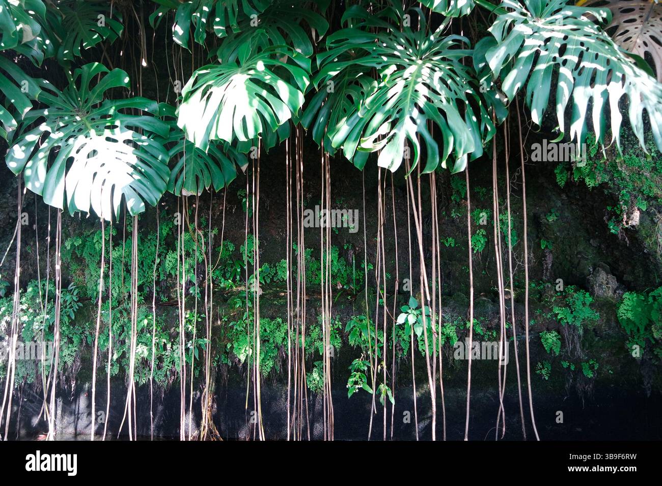 Philodendron with aerial roots, Madeira Stock Photo - Alamy