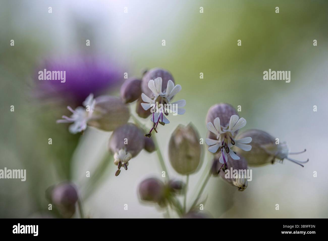 Common glueweed in summer Stock Photo